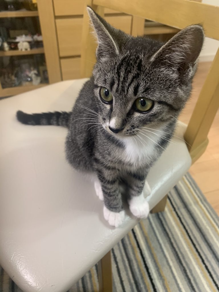 我が家の猫紹介